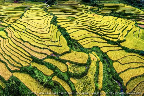 Tọa độ ngắm ruộng bậc thang đẹp rực rỡ và đầy thanh bình ở Tuyên Quang