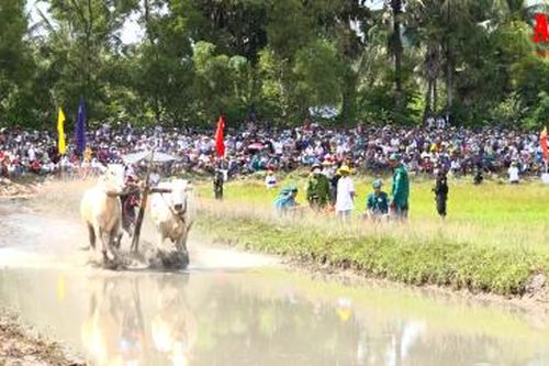 Sôi nổi Hội đua bò Bảy Núi tranh Cúp Truyền hình An Giang lần thứ 27 năm 2022