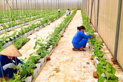 Chặn 'rau rởm' biến hình