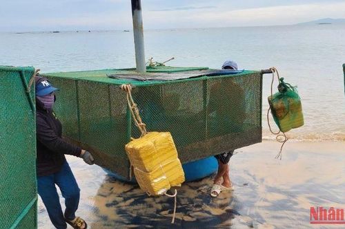 Ngư dân Phú Yên khẩn trương di dời lồng bè chạy bão cho tôm hùm