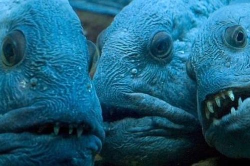 'Quái vật biển sâu' thân thiện với con người