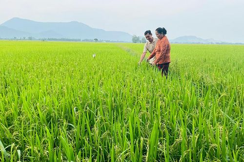 Chủ động chăm sóc lúa thu đông
