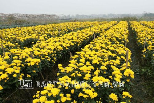 Túc Duyên mảnh đất nghĩa tình