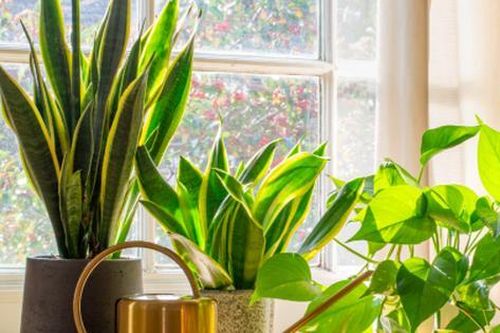 7 cây cảnh có thể giúp làm sạch không khí trong nhà