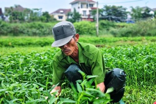 Nông dân Đà Nẵng tăng tốc thu hoạch rau trước khi bão số 4 đổ bộ