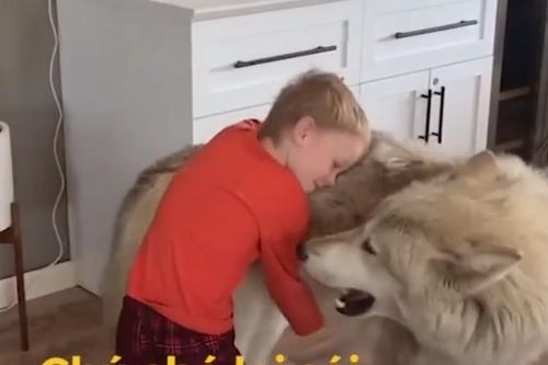 Chó lai sói biết tranh nhau 'hú' cùng cậu bé