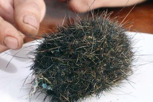 Xôn xao vật thể nghi 'trư sa' ở Bình Phước: Có quý như lời đồn?