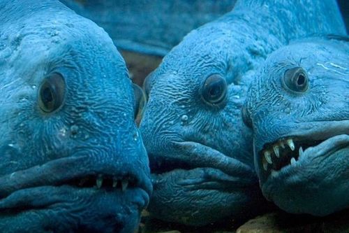 Rùng mình 'quái vật biển sâu' có vẻ ngoài xấu như phim kinh dị