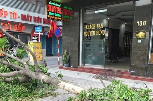 Hà Nội sẽ thay thế cây xanh không đạt thẩm mỹ, cong, nghiêng