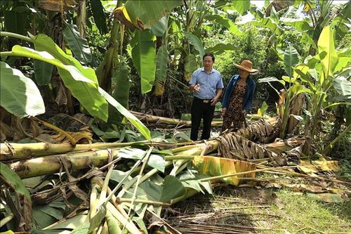 Voi rừng thường xuyên xuất hiện tại khu dân cư ở Đồng Nai