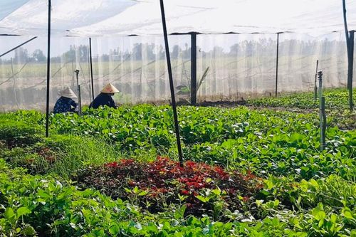 Hướng đến nền nông nghiệp sạch với phân hữu cơ