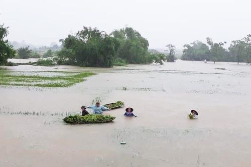 Cỏ mật thơm