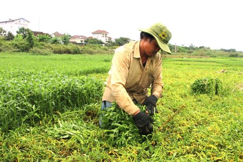 Nông dân vựa rau lớn nhất Đà Nẵng tất bật thu hoạch chạy siêu bão Noru sắp đổ bộ