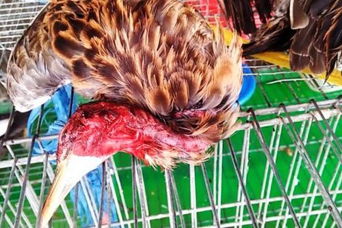 Không để dịch có nguồn gốc từ chim hoang dã ảnh hưởng đến gia súc,gia cầm