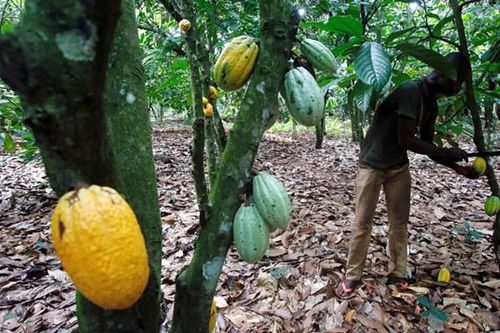 Khai thác vàng ở Ghana đe dọa ngành công nghiệp socola của Thụy Sỹ