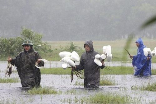 Phá hủy hàng nghìn cạm bẫy, giải cứu chim trời thoát nạn tận diệt