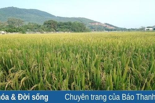 Thương ngày… bão đổ