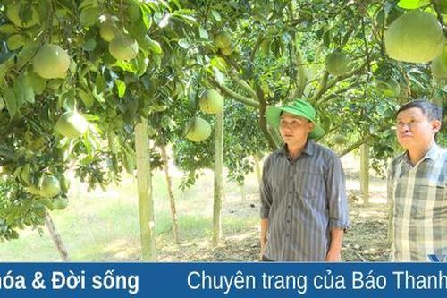 Hiệu quả mô hình trang trại hữu cơ của anh Đỗ Xuân Sơn