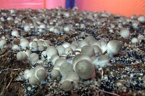 Phú Tân nghiệm thu các mô hình trồng nấm rơm ứng dụng công nghệ cao