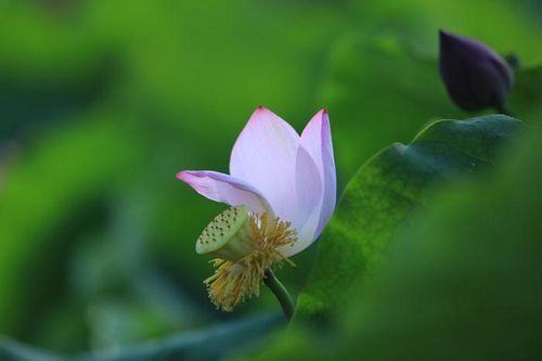Sinh, già, bệnh, chết