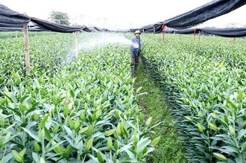 Hỗ trợ nông nghiệp phải 'ra tấm ra món'