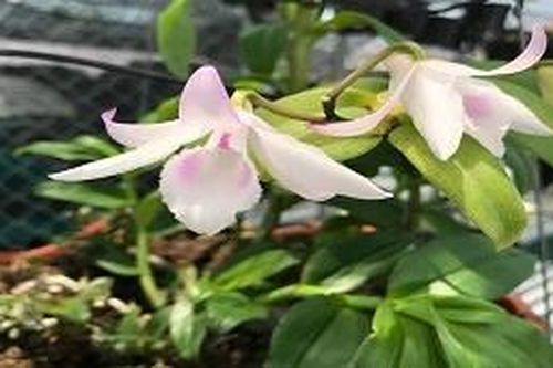 Lan đột biến rao bán rẻ như rau