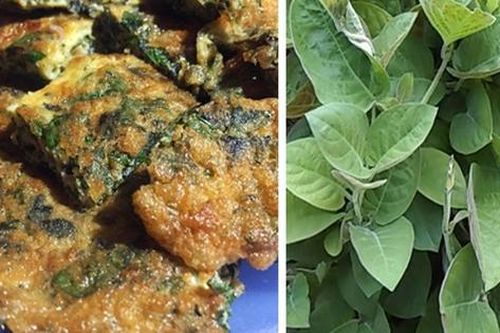 5 lưu ý cần phải biết khi sử dụng lá mơ lông cho người bệnh dạ dày để tránh tác dụng phụ!