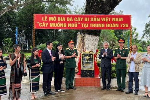 Đắk Nông: Nhiều cây gỗ quý được công nhận Cây di sản Việt Nam