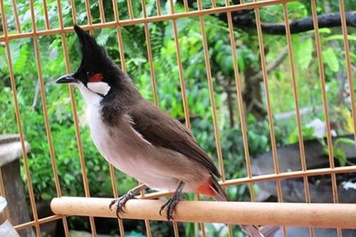 Bình Định: Đặt mua rồi cướp hai con chào mào trị giá 19 triệu