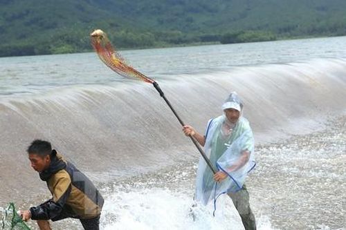 Đập tràn, hàng chục người lao xuống dòng nước chảy xiết để bắt cá