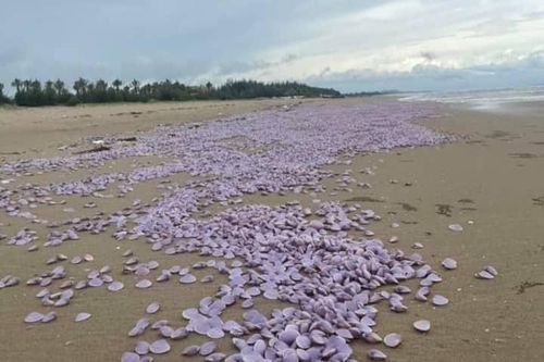 Hàng chục tấn ngao giấy dạt đầy bờ biển ở Nam Định