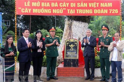 Đắk Nông: Nhiều cây gỗ quý được công nhận là 'Cây di sản Việt Nam'