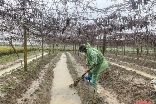 Nông dân xã Hoằng Hợp dầm mưa, bảo vệ cây trồng