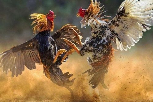 Hứa thưởng 200 triệu đồng cho người phát hiện kẻ trộm đàn gà quý