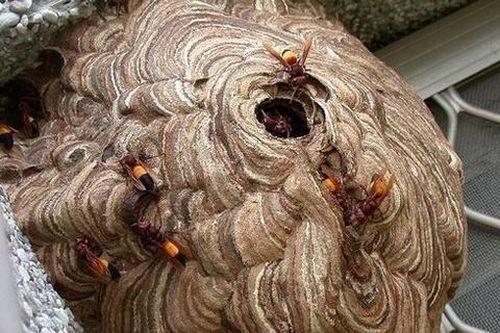 Bắt tổ ong đường kính gần 1 m giữa khu dân cư ở TP.HCM