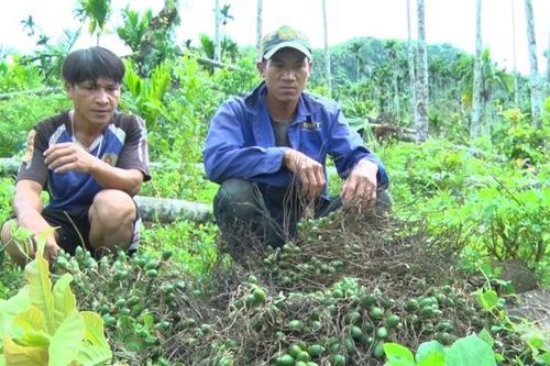 Thủ phủ cau ở Quảng Ngãi: Bão qua, nước mắt ở lại
