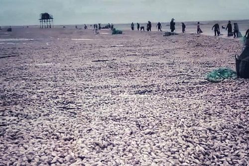 Hàng trăm tấn ngao dạt vào ven biển Nam Định