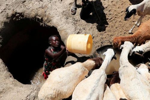 Hạn hán, gia súc chết hàng loạt, Kenya cận kề nạn đói cùng cực