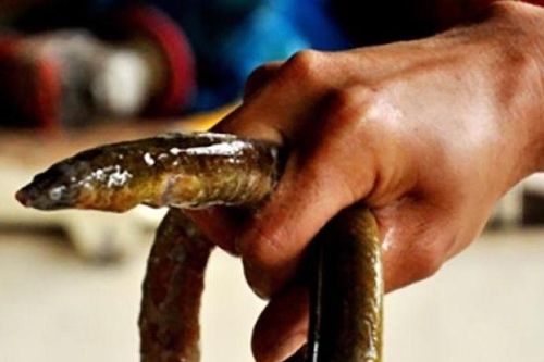 Loài cá đặc sản nhìn như 'thủy quái', 700.000/kg đi săn kiếm tiền triệu/ngày