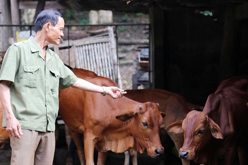 Người đàn ông hoàn lương, về quê trồng cây, chăn bò thu 300 triệu/năm