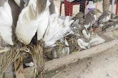 Bay về đâu hỡi cói?