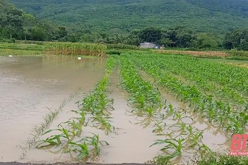Vĩnh Lộc: Hơn 30 ha cây trồng vụ đông bị ngập do mưa lớn