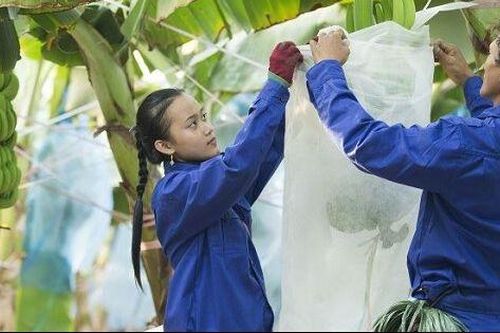 HAGL Agrico nhận về quyền sử dụng đất diện tích 9.470 ha sau khi trả nợ cho HAGL