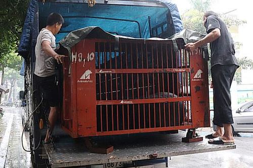Hà Nội: 9 cá thể gấu được người dân tự nguyện giao cho Tổ chức Động vật châu Á
