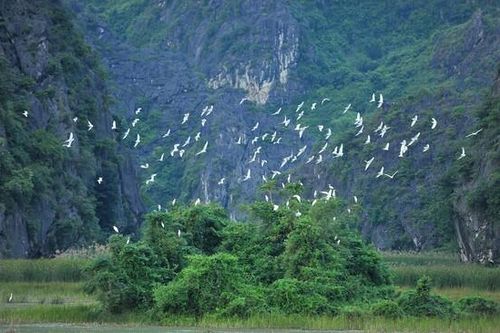 Nỗ lực bảo tồn và phục hồi các loài động vật hoang dã