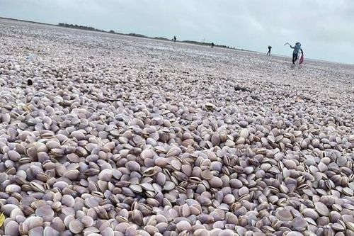 Gần 30 tấn ngao giấy trôi dạt vào bờ biển Nam Định sau cơn bão Noru
