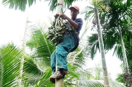 Thót tim, nhăn mặt xem 'người nhện' chạy băng băng trên thân cau