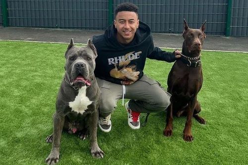 Lingard bị chỉ trích sau khi đăng ảnh động vật