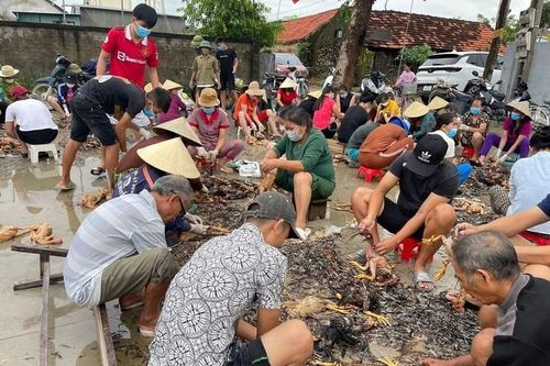 Hàng nghìn con gà bị chết do mưa lũ, cả làng kéo đến giúp sơ chế
