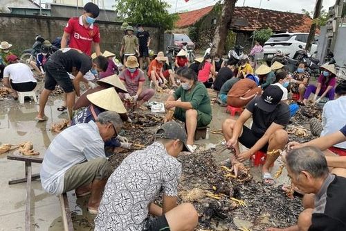 Trại gà 4.000 con chết sạch trong lũ